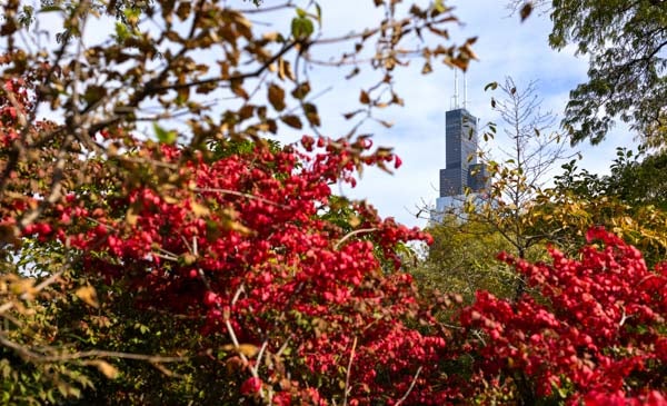 Red leaves against a blue sky with the Chicago skyline in the background